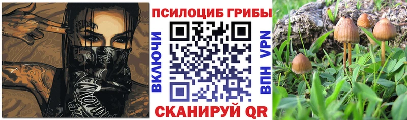 Псилоцибиновые грибы Psilocybe  Купить закладки  Георгиевск 
